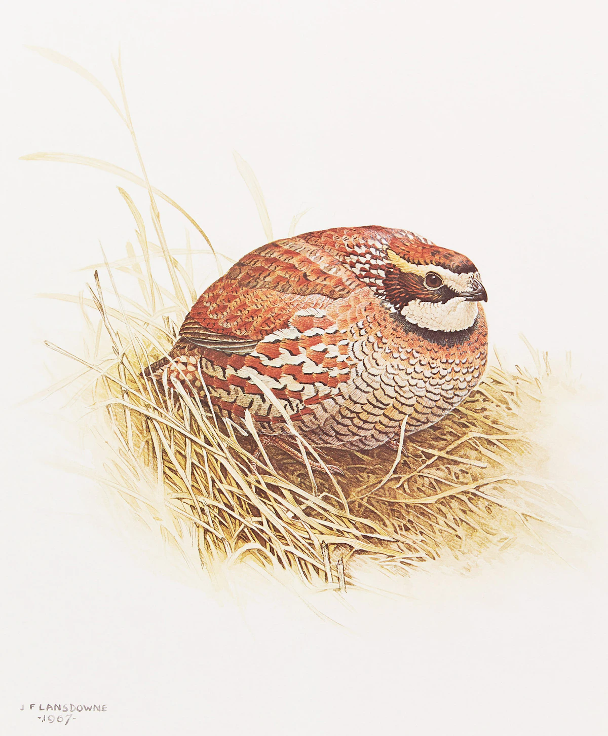 James Fenwick Lansdowne, Three Bird Studies, 3 colour lithographs