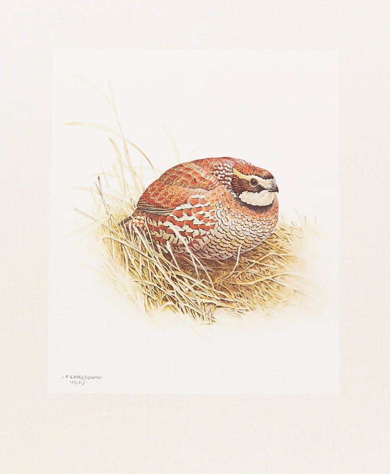 James Fenwick Lansdowne, Three Bird Studies, 3 colour lithographs - view 2