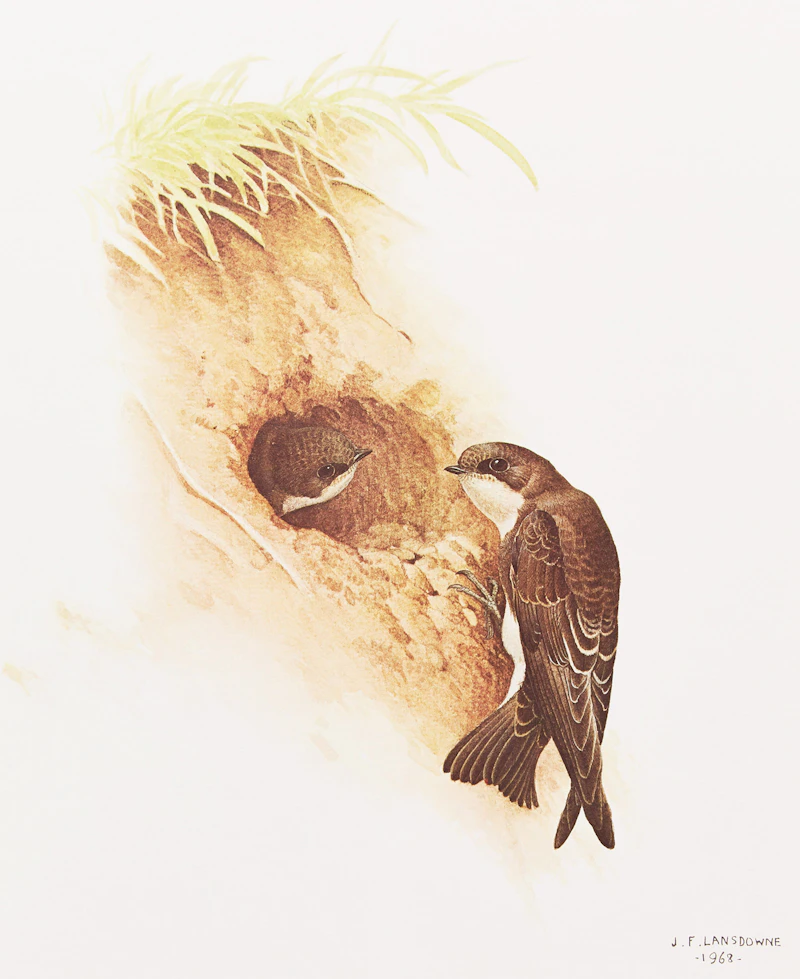 James Fenwick Lansdowne, Three Bird Studies, 3 colour lithographs - view 4