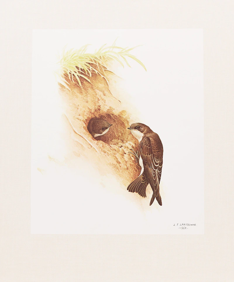 James Fenwick Lansdowne, Three Bird Studies, 3 colour lithographs - view 5