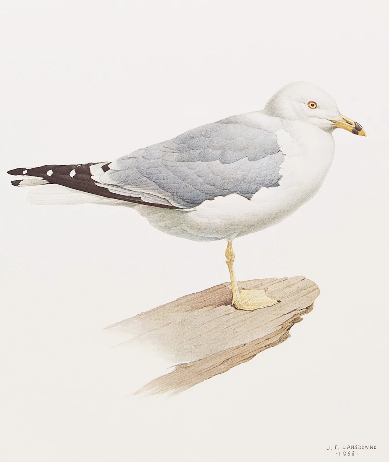 James Fenwick Lansdowne, Three Bird Studies, 3 colour lithographs - view 7