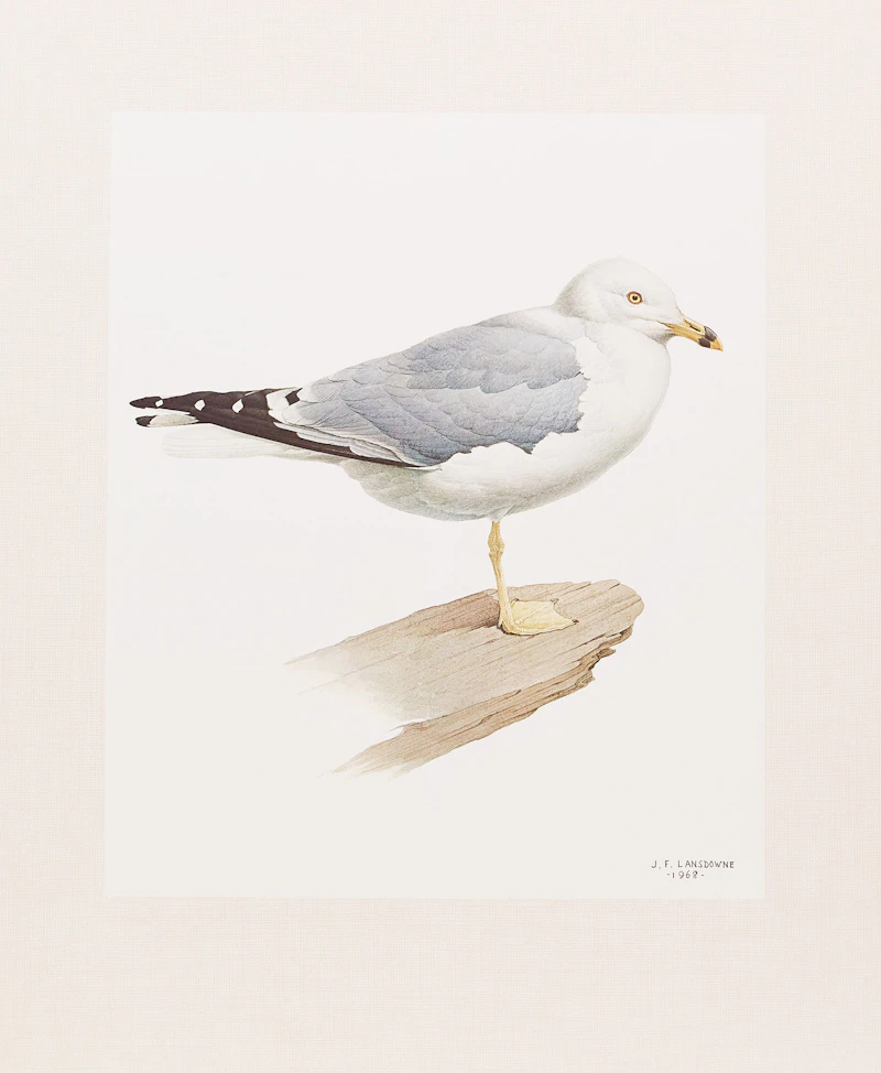 James Fenwick Lansdowne, Three Bird Studies, 3 colour lithographs - view 8