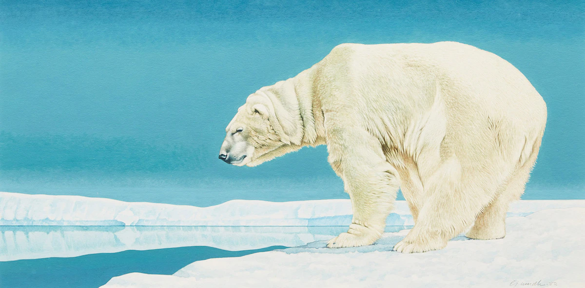 Jack Grundle, Polar Bear, watercolour, 1982