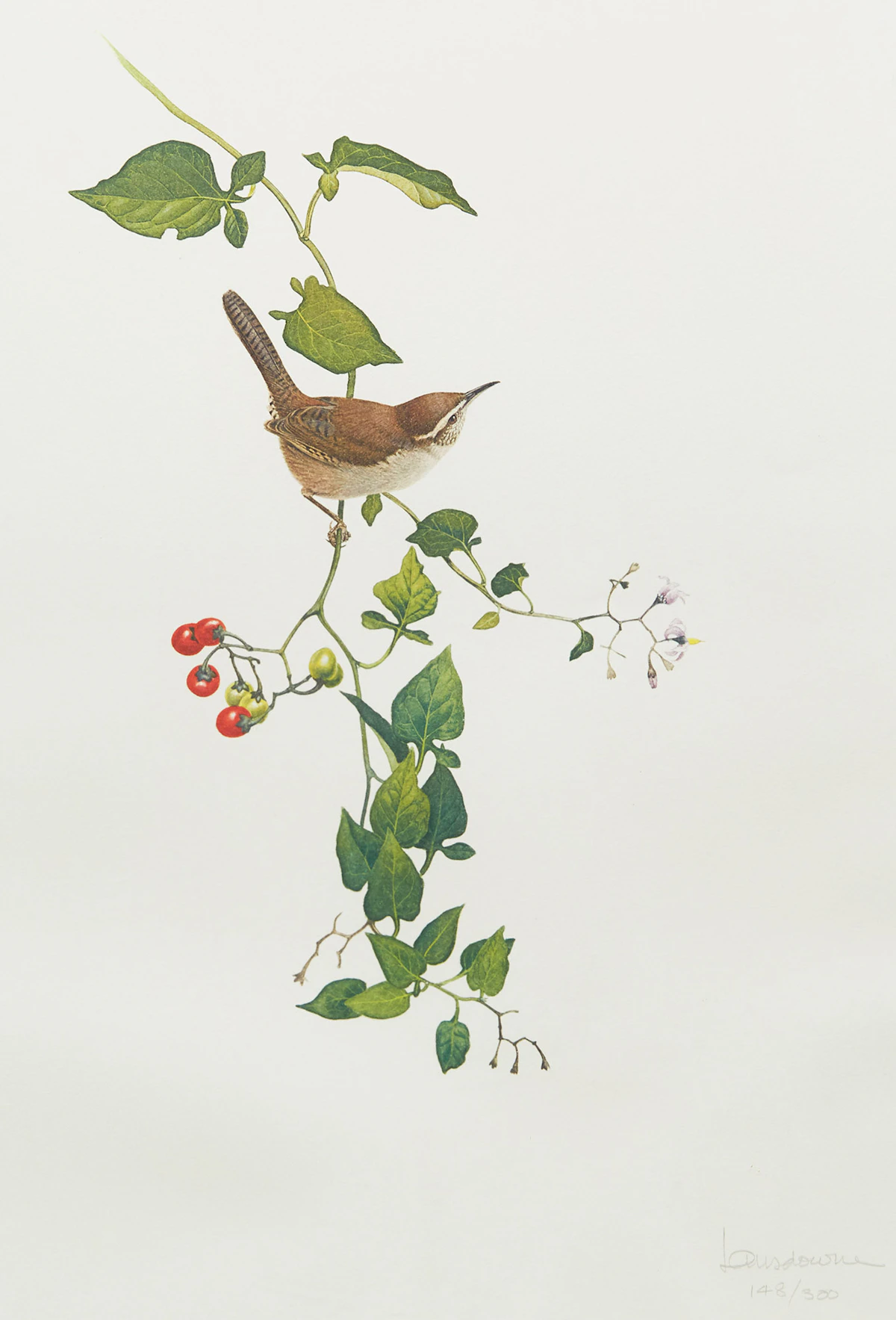 James Fenwick Lansdowne, Wren; Warbler, two lithographs