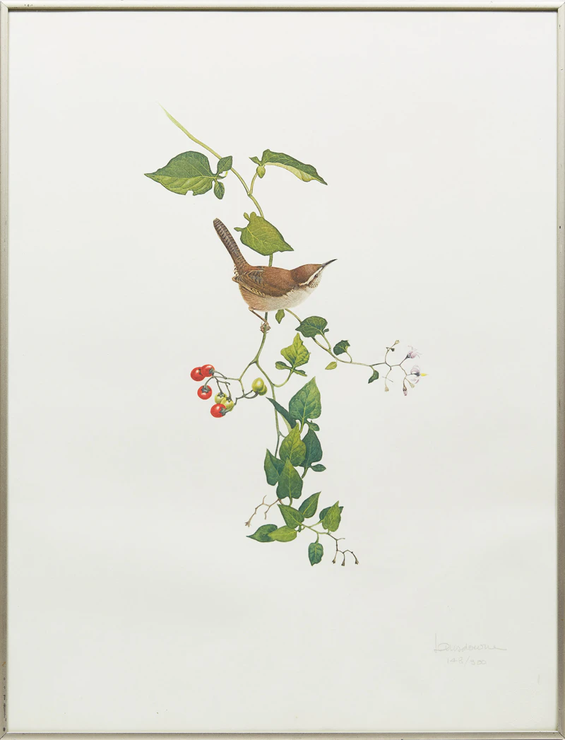 James Fenwick Lansdowne, Wren; Warbler, two lithographs - view 2