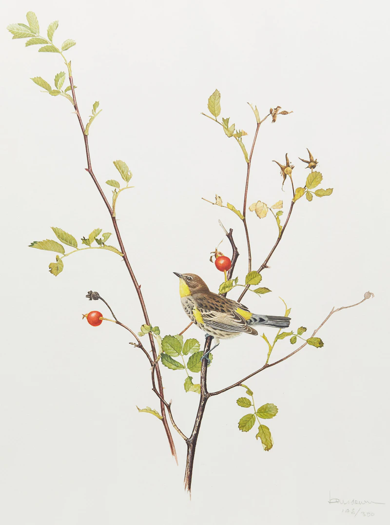 James Fenwick Lansdowne, Wren; Warbler, two lithographs - view 4