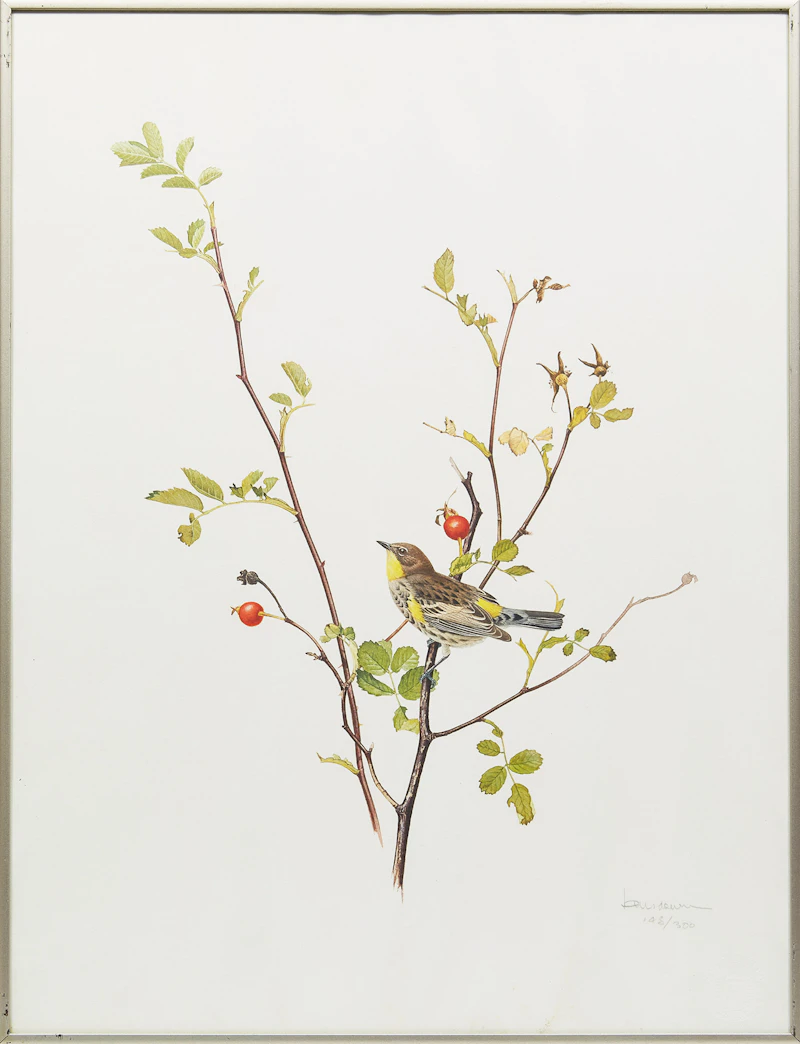 James Fenwick Lansdowne, Wren; Warbler, two lithographs - view 5