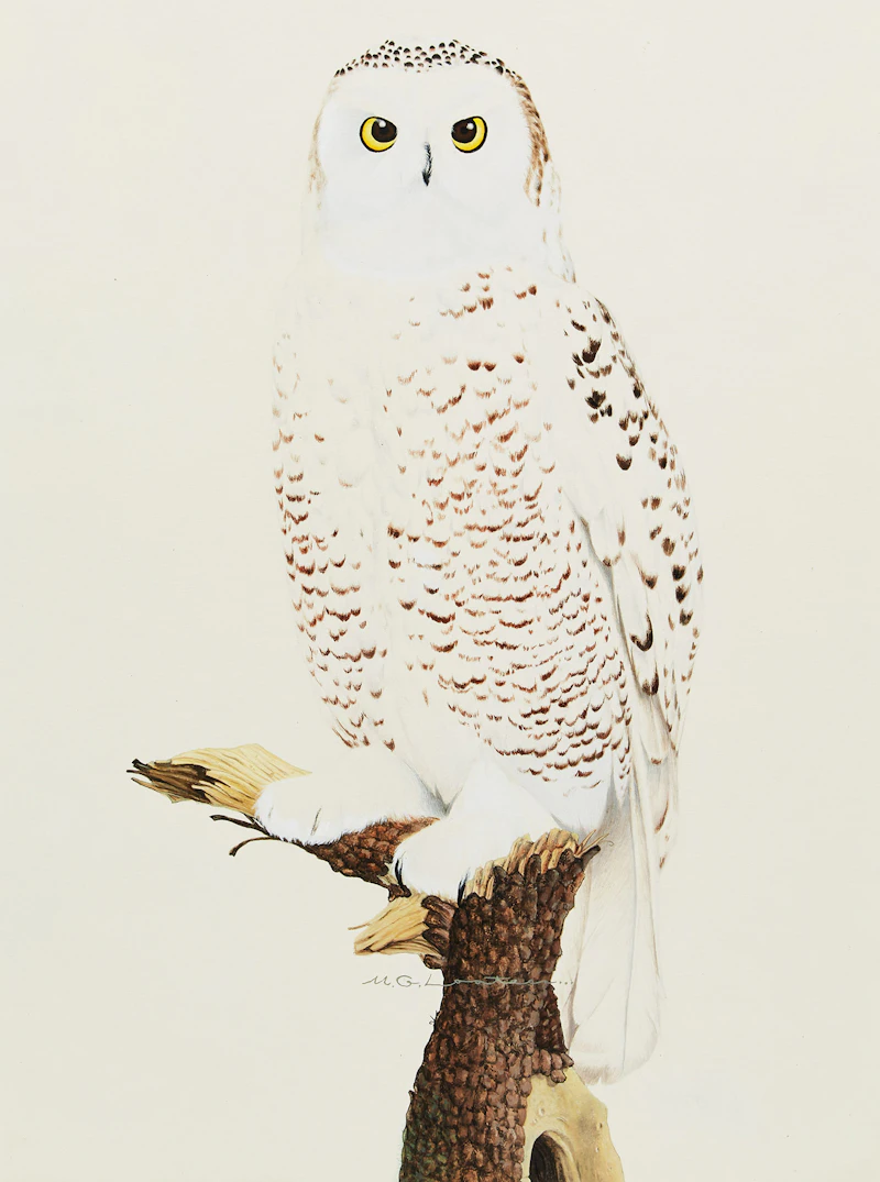 Snowy Owl by Martin Glen Loates