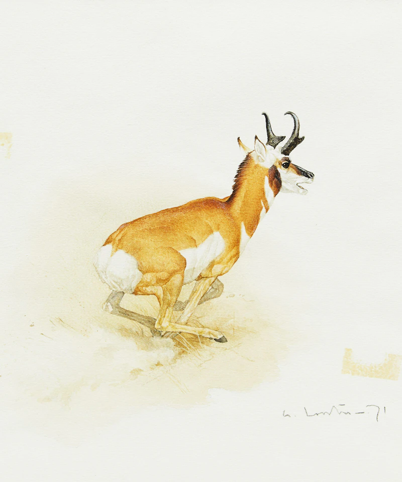 Antelope by Martin Glen Loates