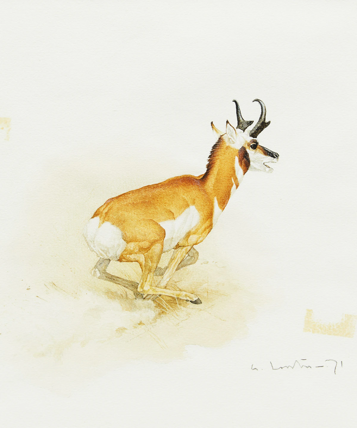 Martin Glen Loates, Antelope, watercolour on paper, 1971