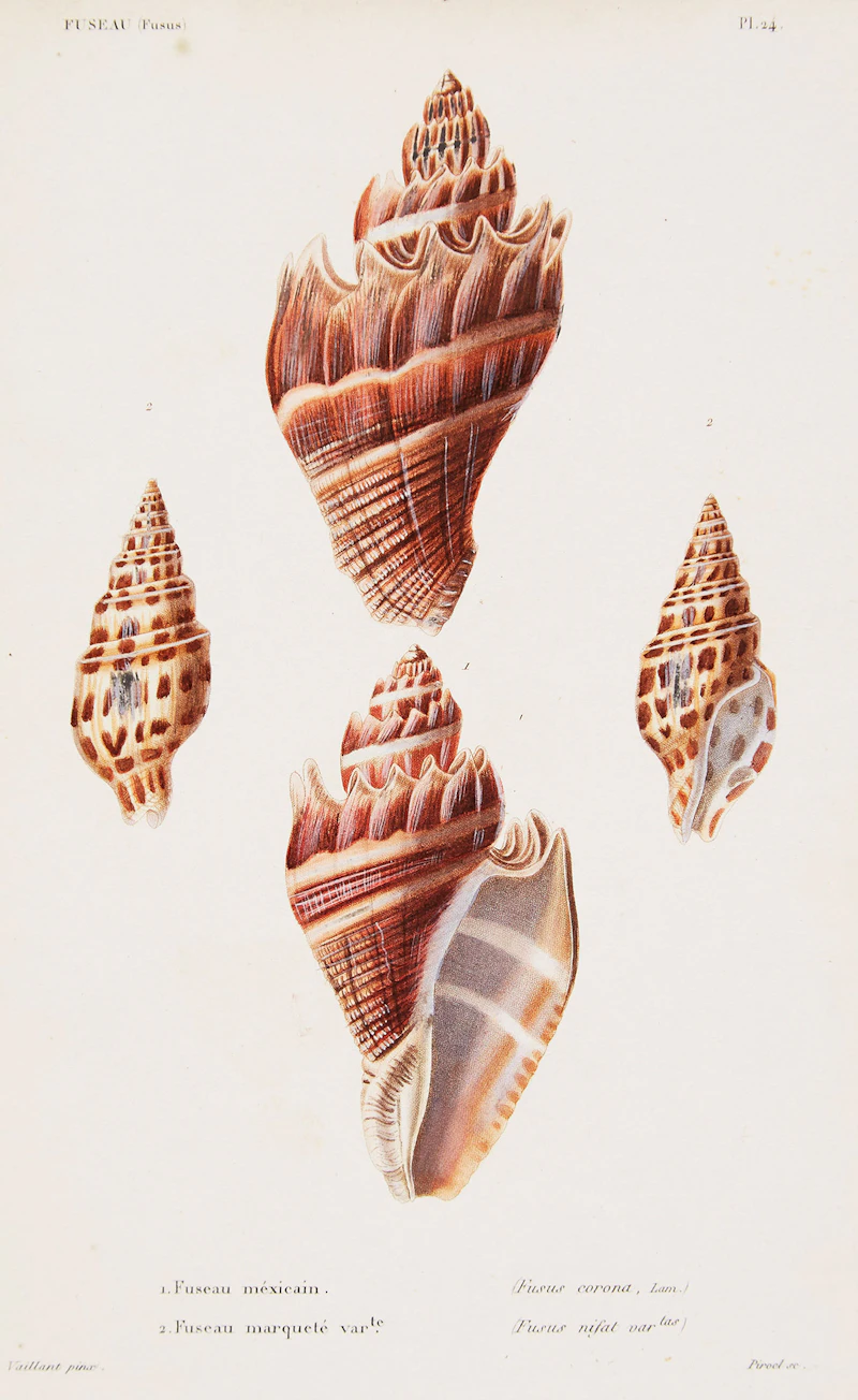 6 Engravings from “Species Generale et Iconographie des Coquilles Vivantes, 1834-1879” by Louis-Charles Kiener