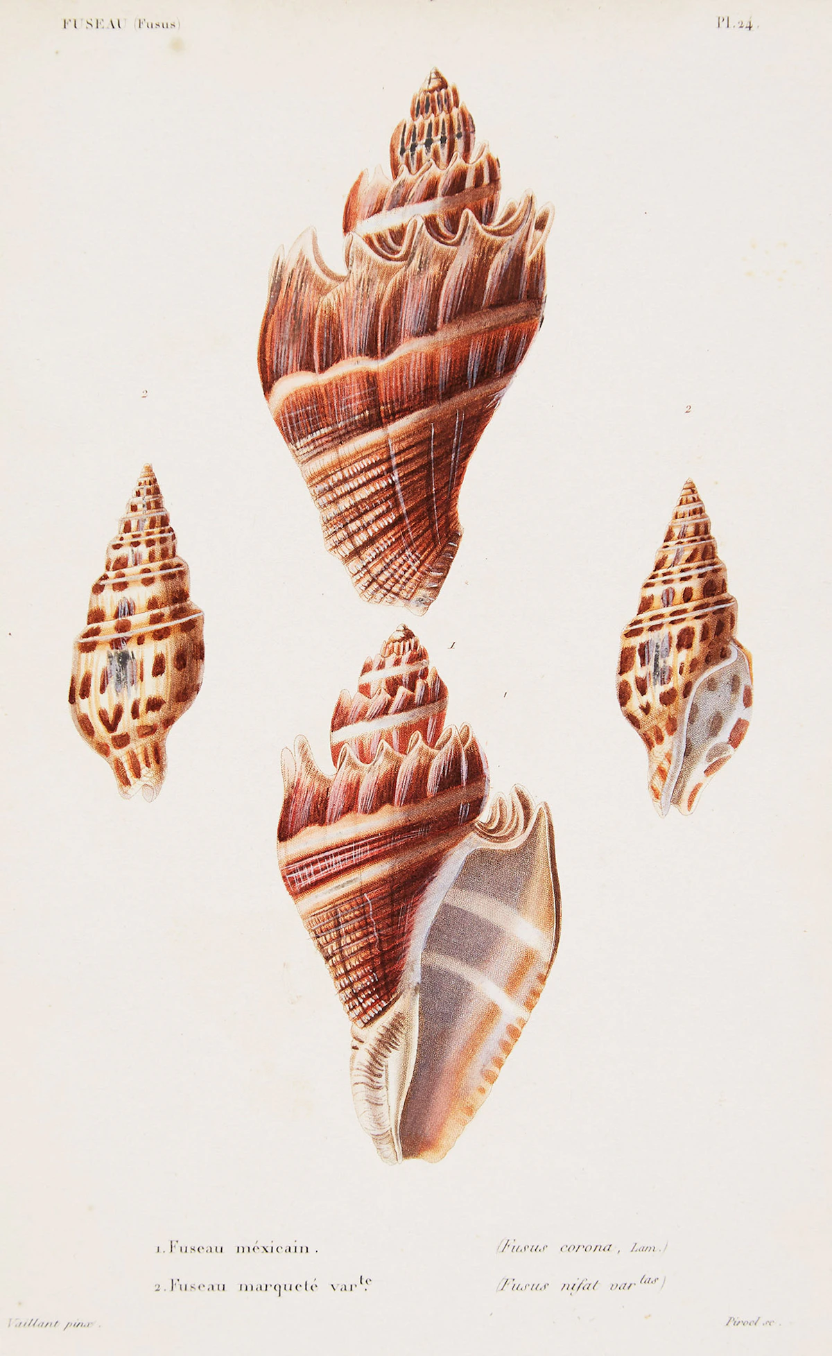 Louis-Charles Kiener, 6 Engravings from “Species Generale et Iconographie des Coquilles Vivantes, 1834-1879”, laid down on card, circa 