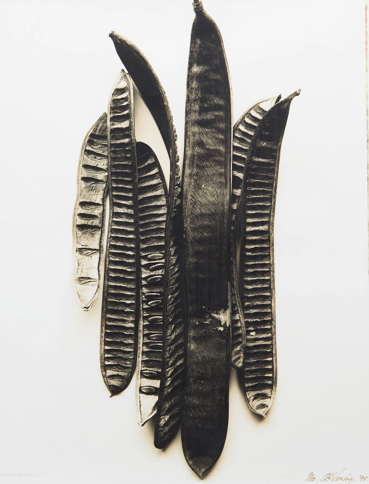 Adriene Veninger, Pod no.19, sepia toned silver print, 1998