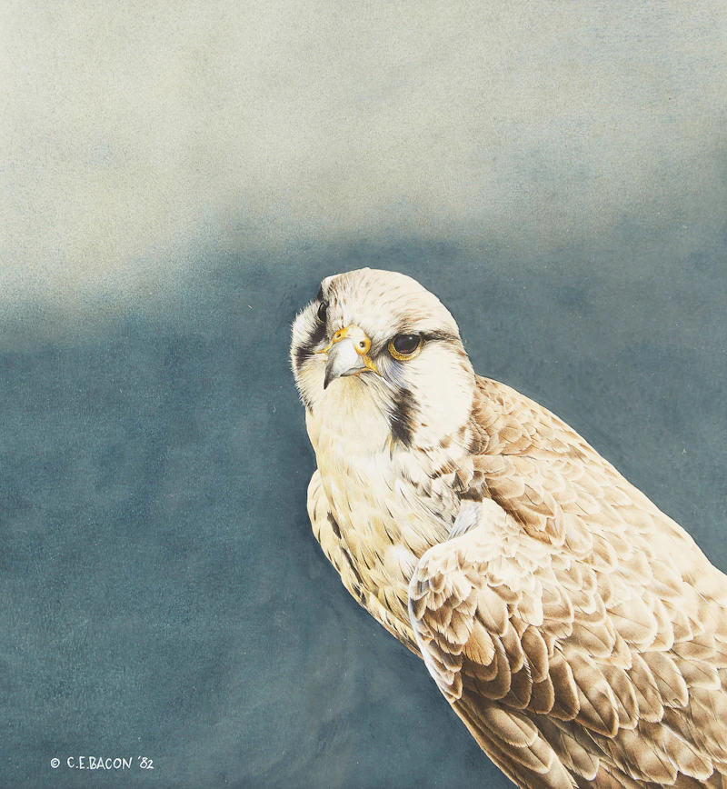 Prairie Falcon by Chris E. Bacon