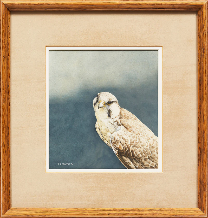 Chris E. Bacon, Prairie Falcon, watercolour, 1982 - view 2