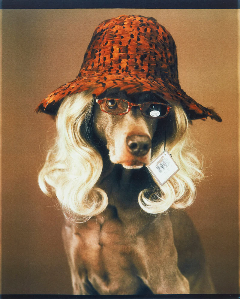 Reader by William Wegman