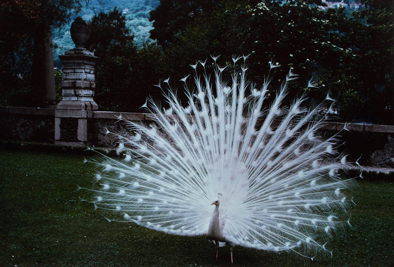 Peacock Cacophony, Isola Bella by Jennifer Joan Dickson