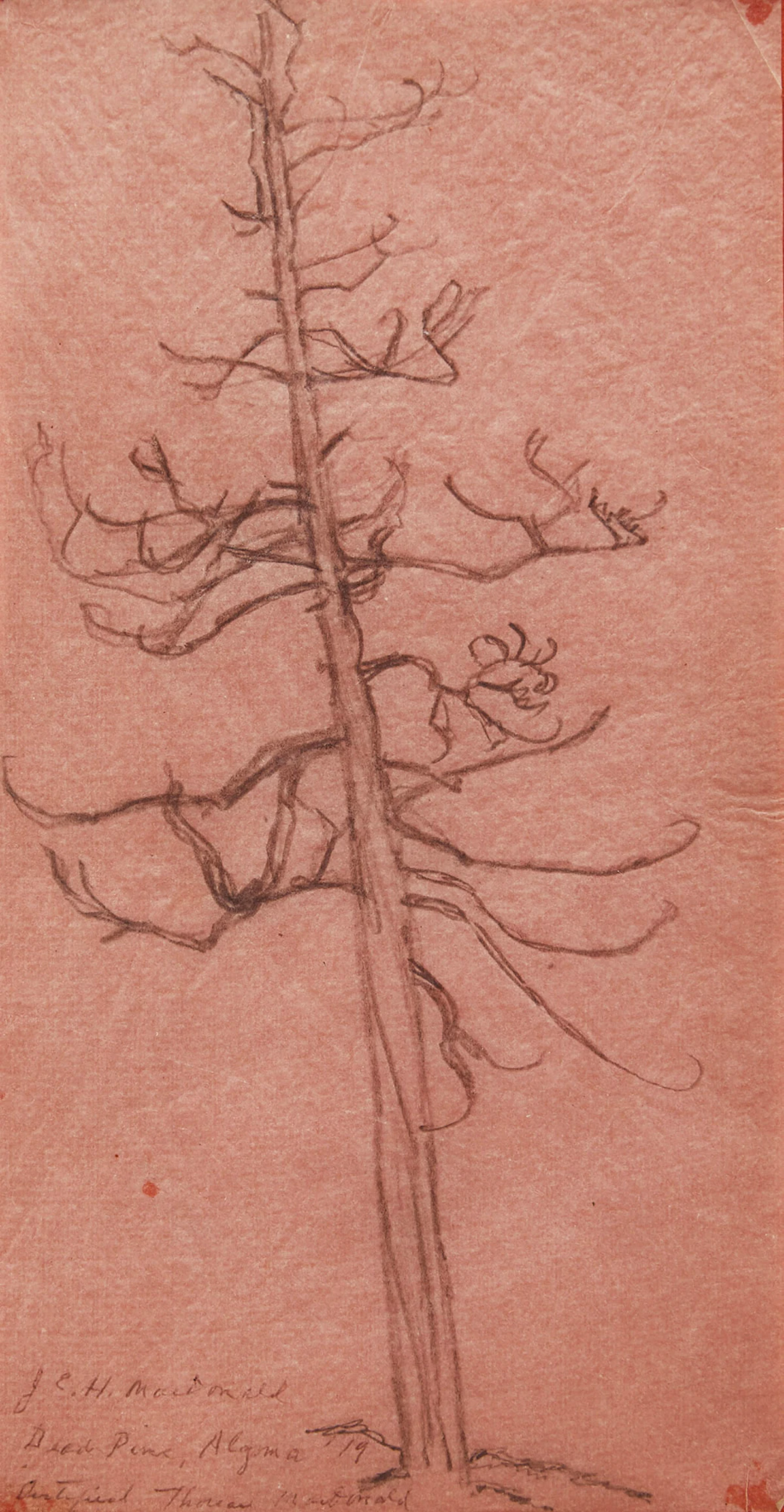 James Edward Hervey MacDonald, Dead Pine, Algoma, pencil, 1919