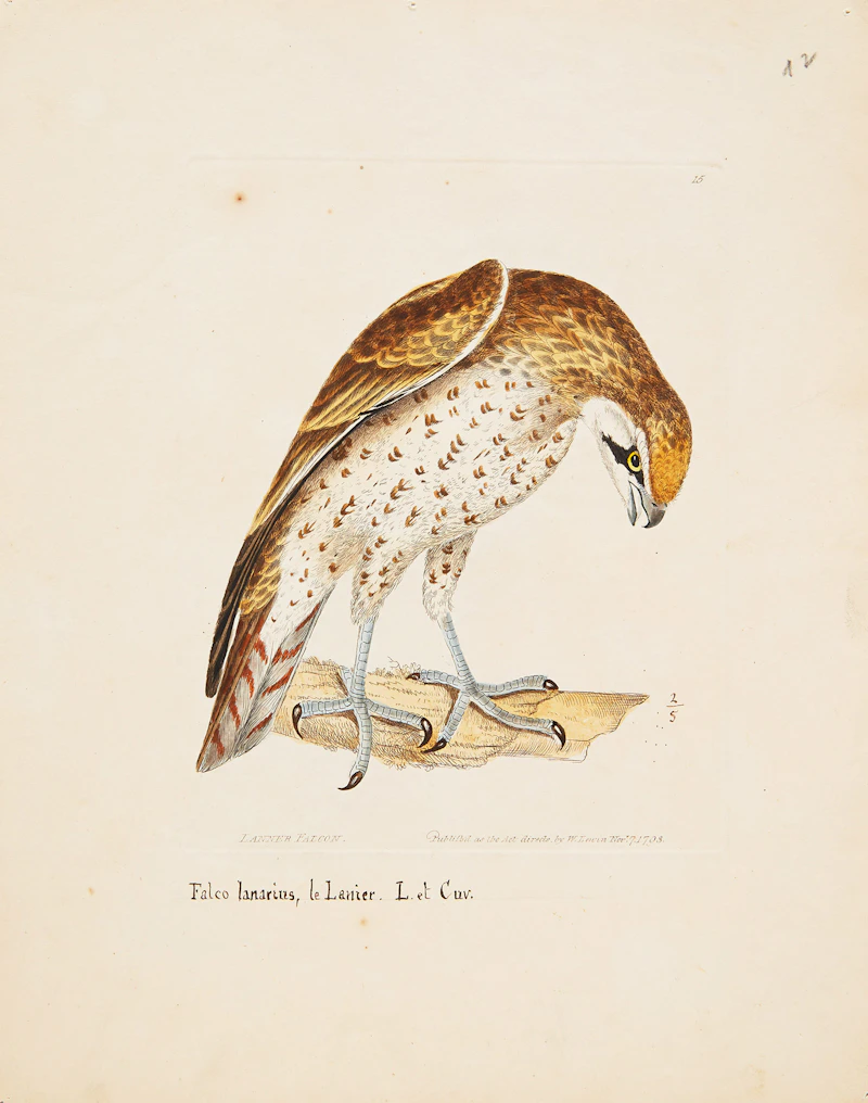 William Lewin, Set of Ten Prints of Birds by William Lewin and Five others, fifteen etchings in colours