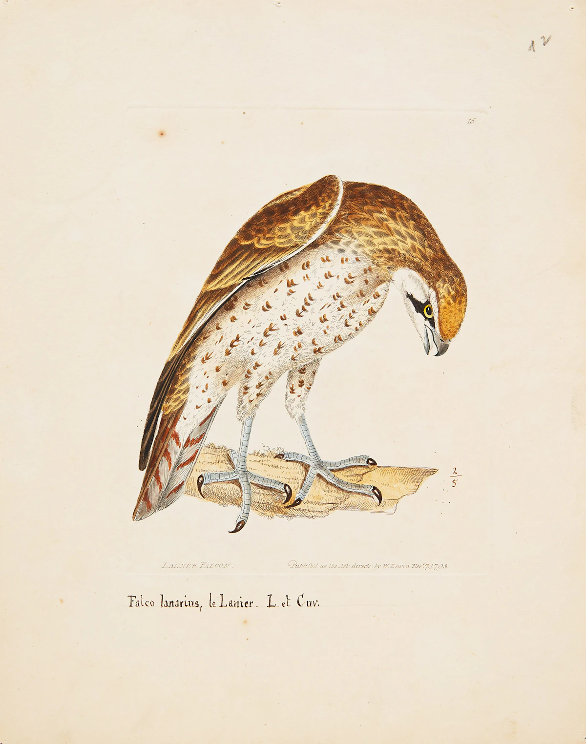 William Lewin - Highest Result