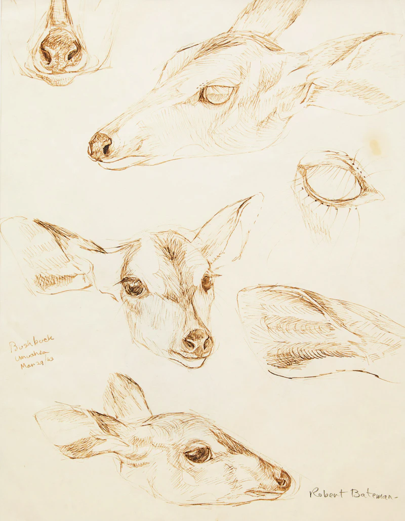 Robert Bateman, Bushbuck, Umuahia, sepia ink on paper
