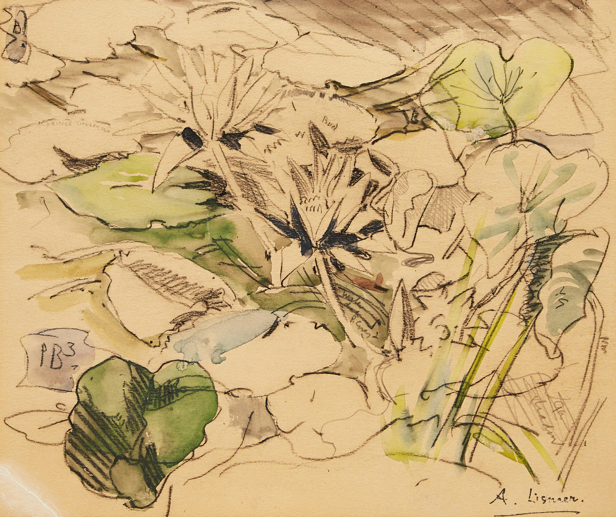 Arthur Lismer, Water Lillies, charcoal and watercolour on card