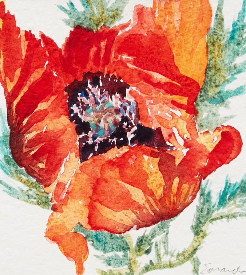 Poppy by Jamie Evrard