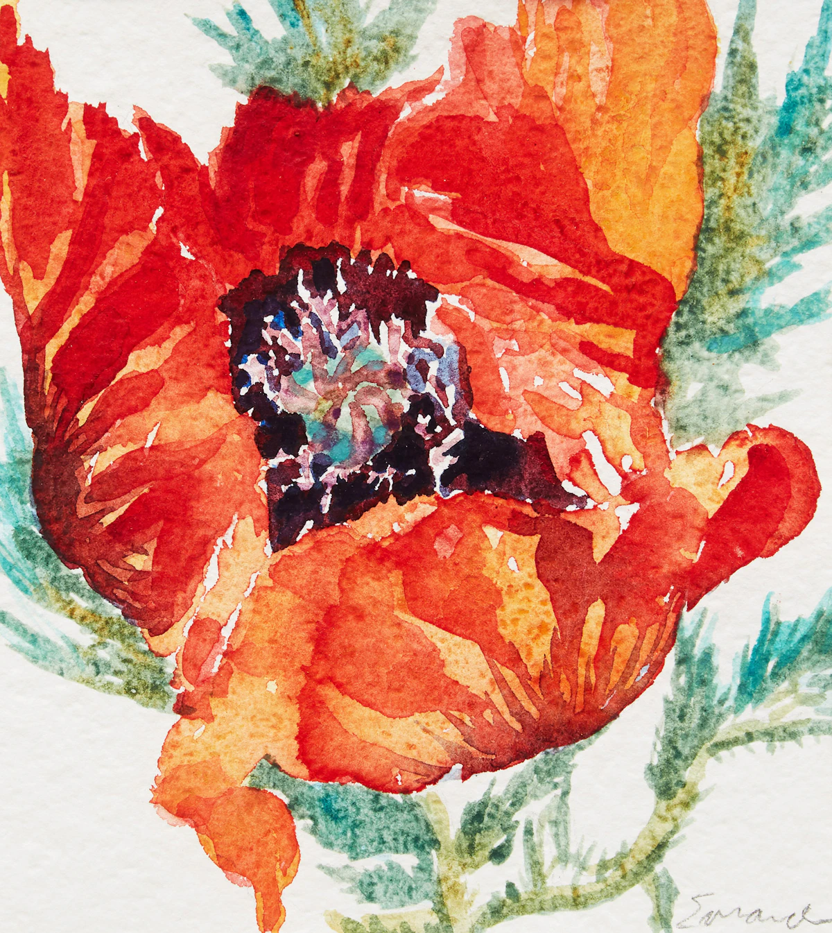 Jamie Evrard, Poppy, watercolour