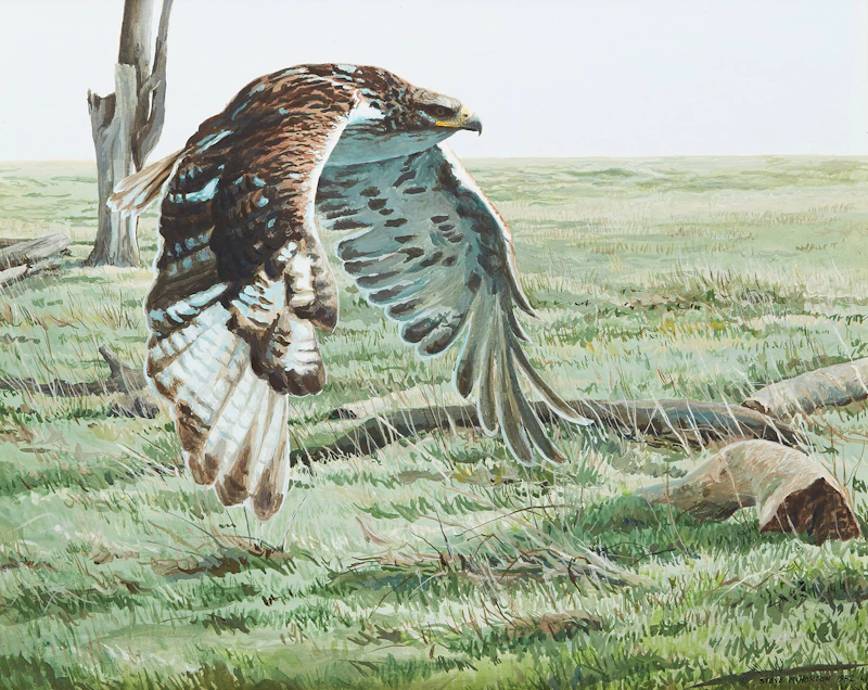Steve McNorton, Hawk in Flight, oil on board