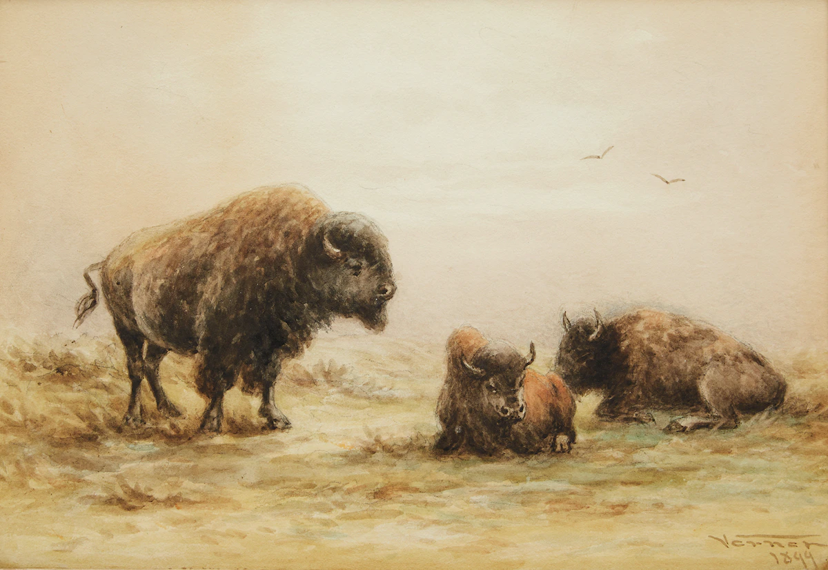 Frederick Arthur Verner, Three Bison, watercolour, 1899