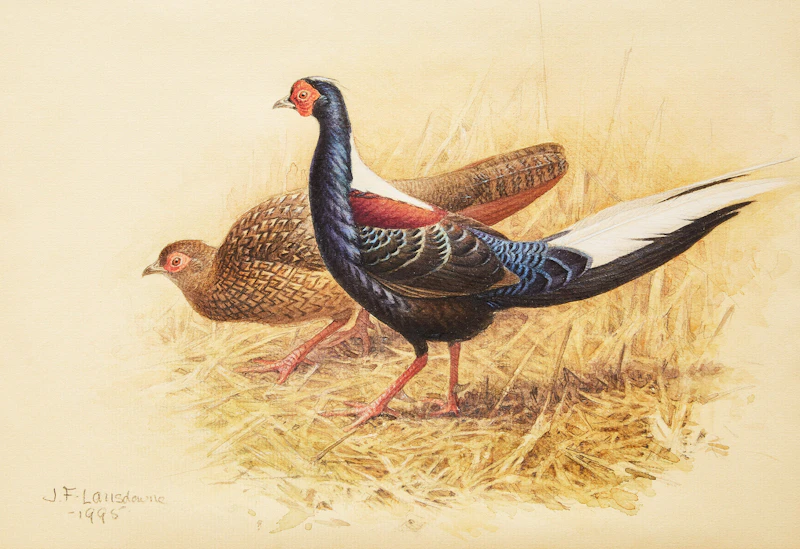 Swinhoe’s Pheasant by James Fenwick Lansdowne