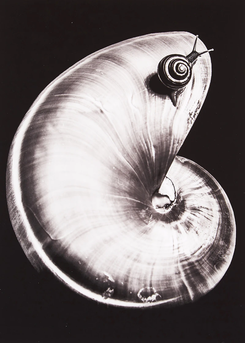 Snail by Yuri Dojc
