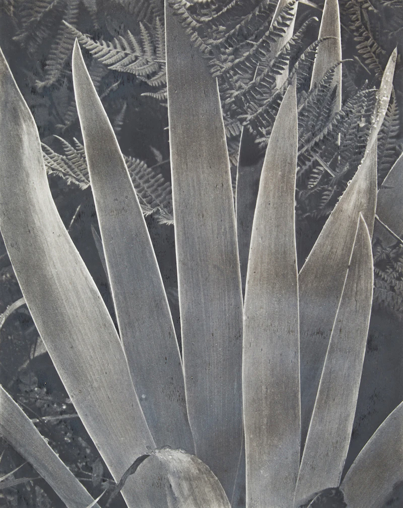 Iris by Paul Strand