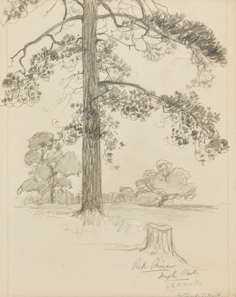 Red Pine, High Park; Tree by James Edward Hervey MacDonald