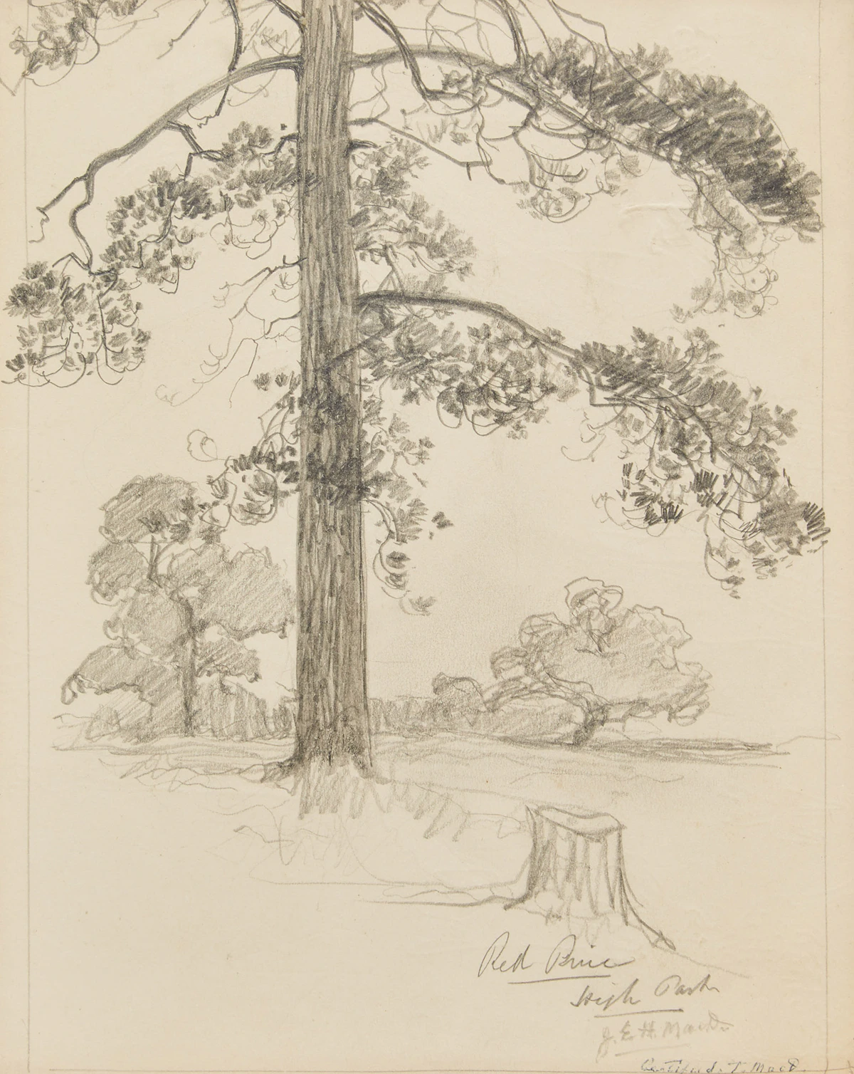 James Edward Hervey MacDonald, Red Pine, High Park; Tree, two pencil drawings
