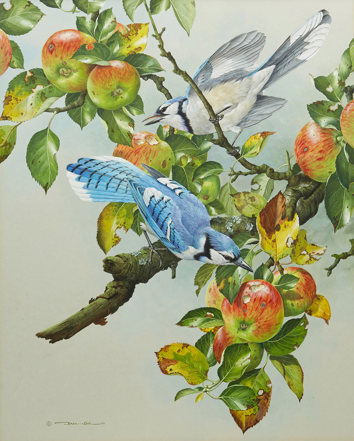 Basil Ede, Basil Ede, Blue Jays on Apple Tree, watercolour & gouache