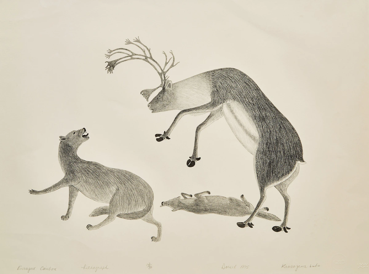 Kananginak Pootoogook, Enraged Caribou, colour lithograph, 1975