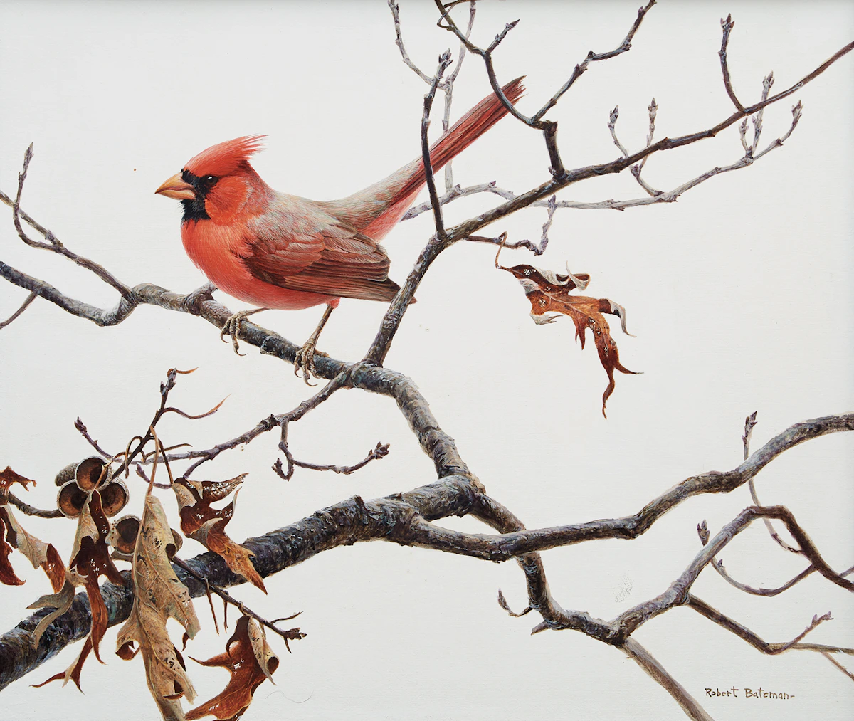 Robert Bateman, Cardinal and Oak, 1971, acrylic on board