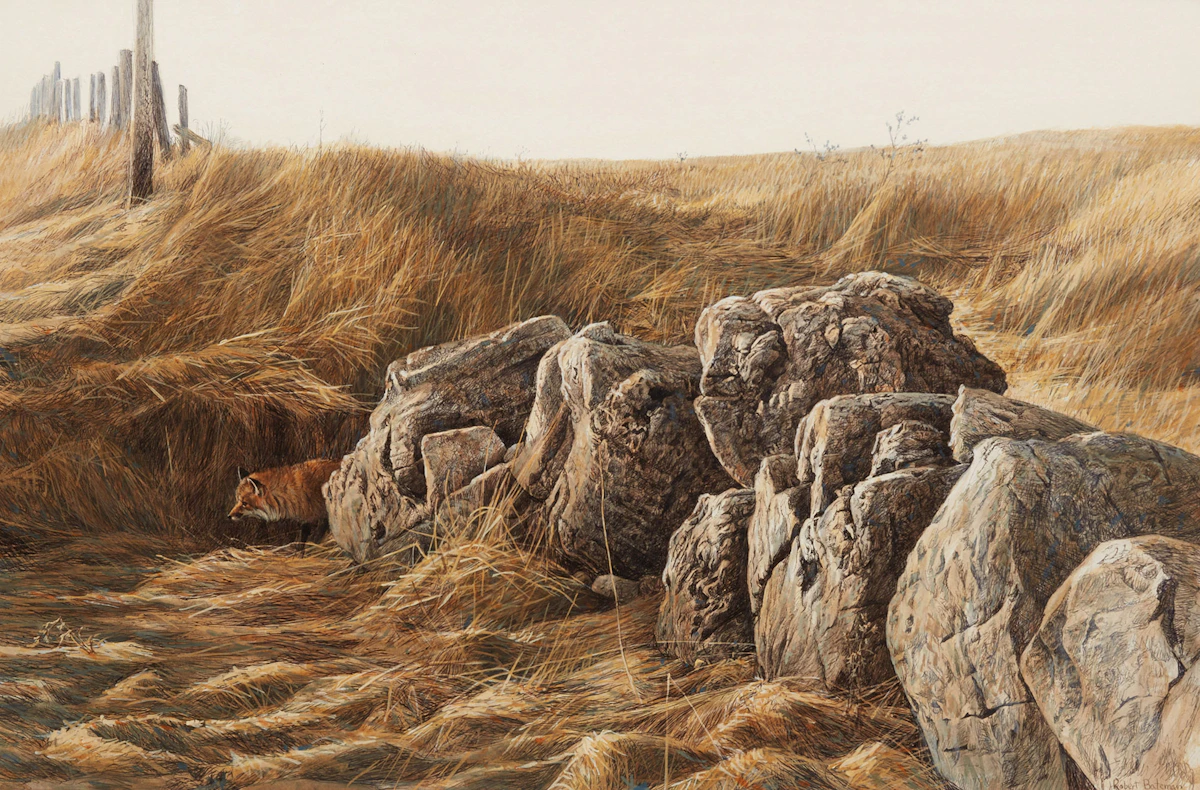 Robert Bateman, Fox and Stone Fence, mixed media on illustration board, 1970