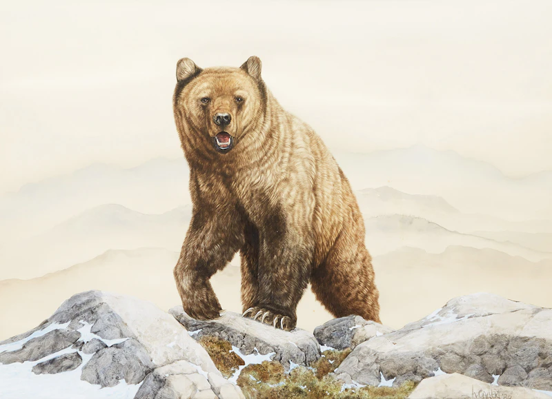 Lissa Calvert, Grizzly Bear, watercolour