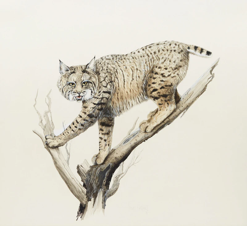 Lissa Calvert, Bobcat, watercolour