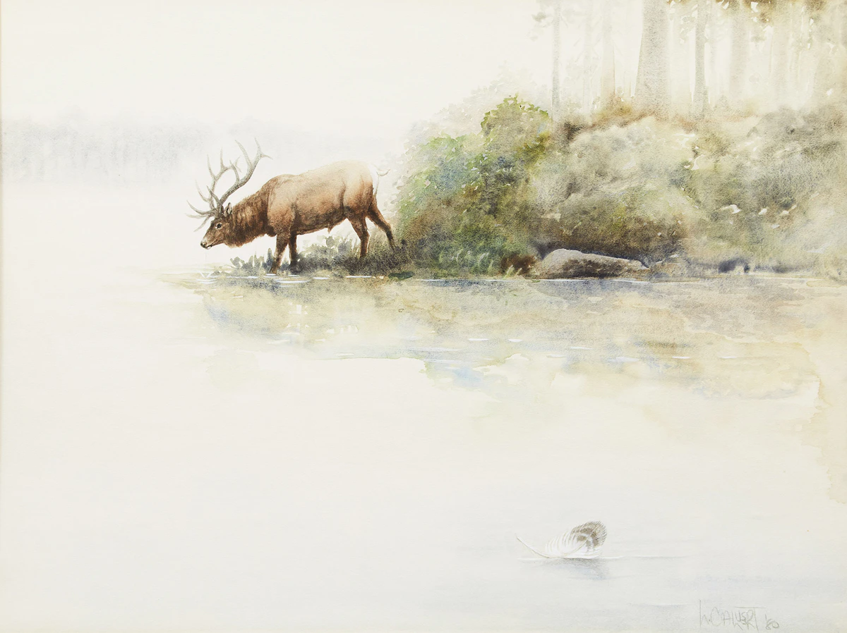 Lissa Calvert, Elk Drinking, watercolour