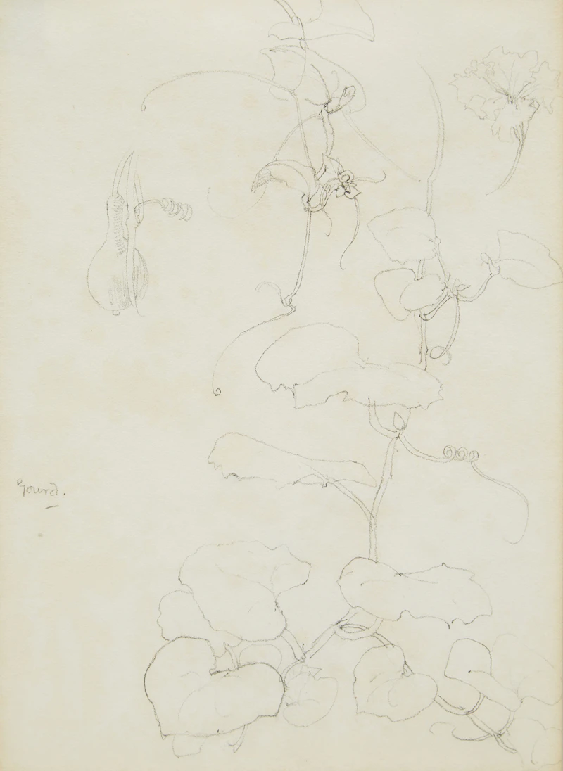 Arthur Lismer, Gourd , pencil