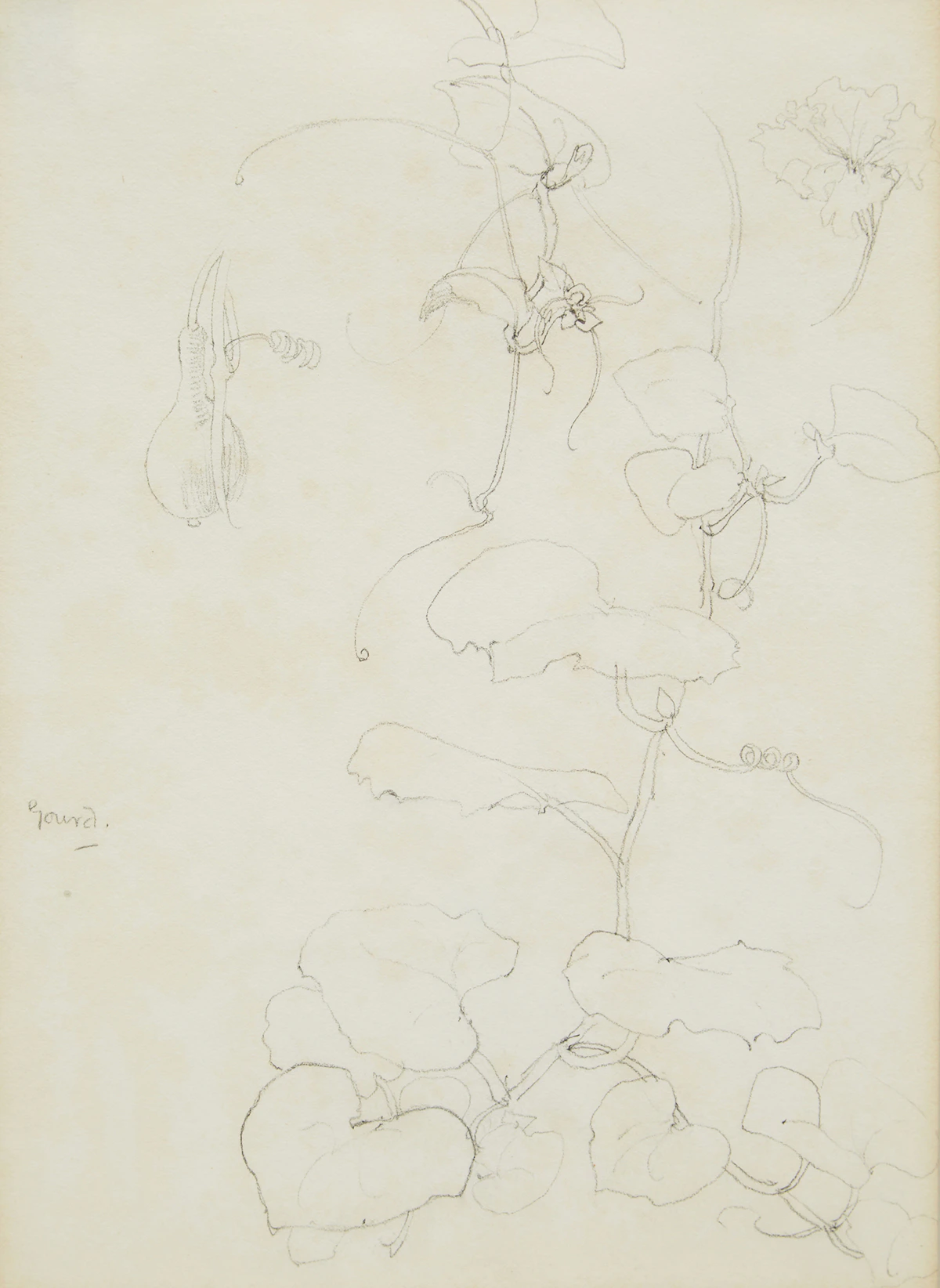 Arthur Lismer, Gourd , pencil
