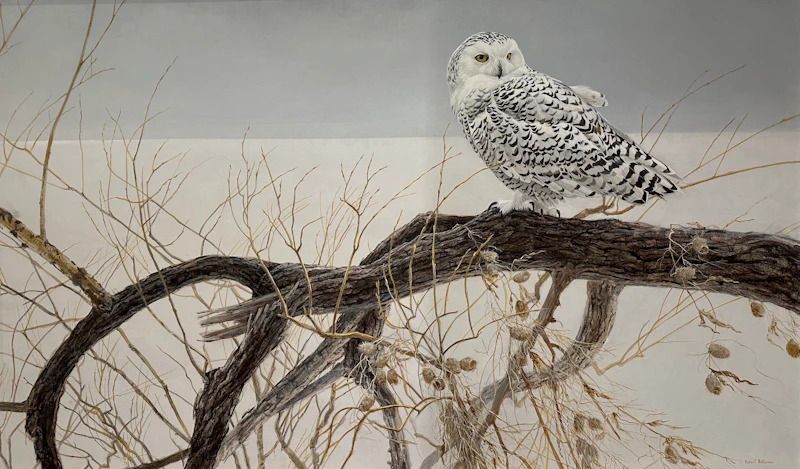 Robert Bateman