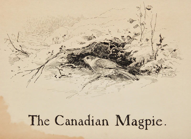 Frederick Simpson Coburn, The Canadian Magpie, ink drawing
