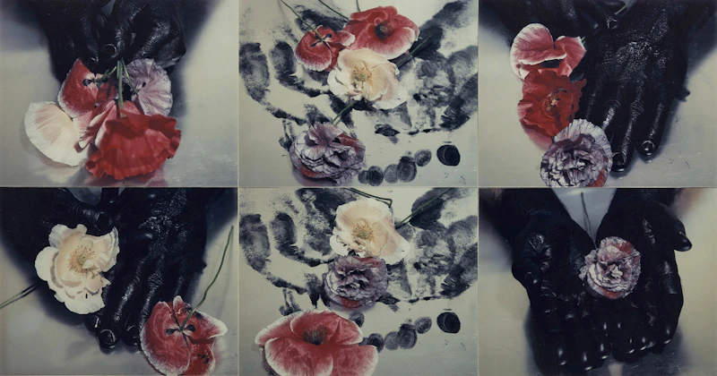Poppies in the Black  by Carol Marino