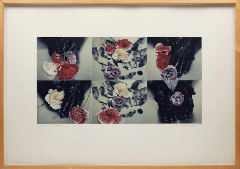 Carol Marino, Poppies in the Black , colour Polaroid, 1991 - view 2