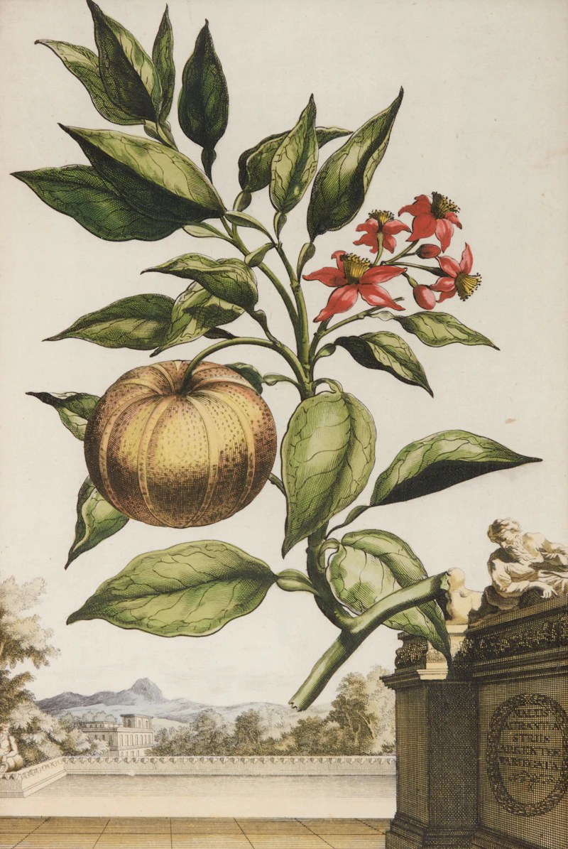 Four Botanical Studies: Oxylapathum Tuberosum Americannum; Mechoacanna Sylvestrus; Malva Arborescens Indica Minor and Hybrid Oranges by Abraham Munting