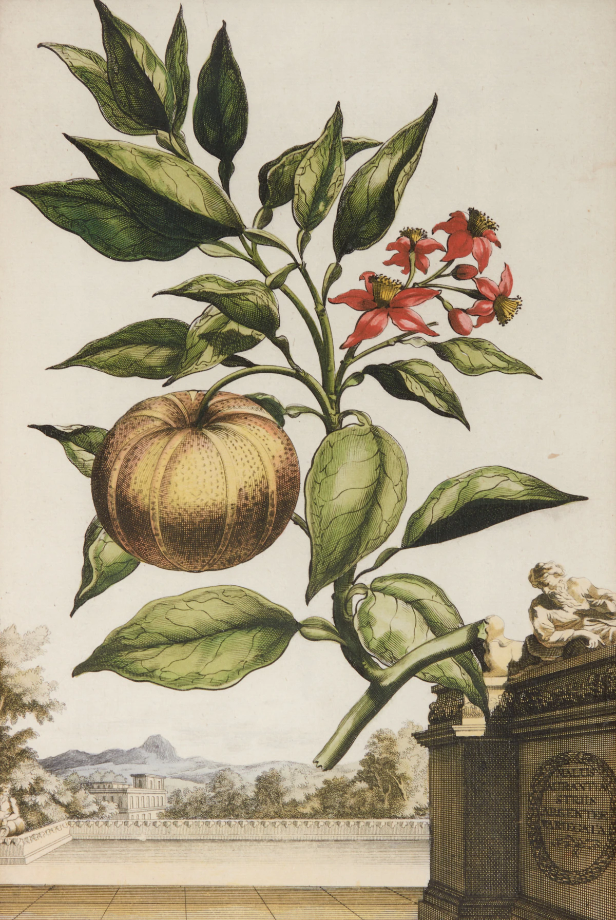 Abraham Munting, Four Botanical Studies: Oxylapathum Tuberosum Americannum; Mechoacanna Sylvestrus; Malva Arborescens Indica Minor and Hybrid Oranges, four copper engravings